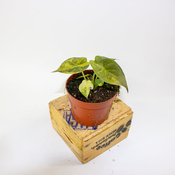 Alocasia wentii aurea 10.5cm H15cm