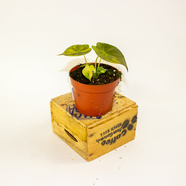 Alocasia wentii aurea 10.5cm H15cm