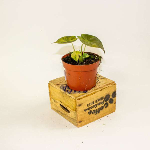 Alocasia wentii aurea 10.5cm H15cm