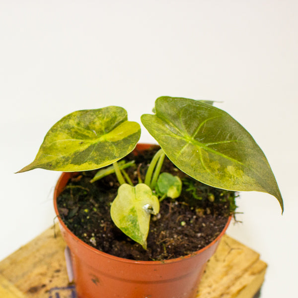 Alocasia wentii aurea 10.5cm H15cm