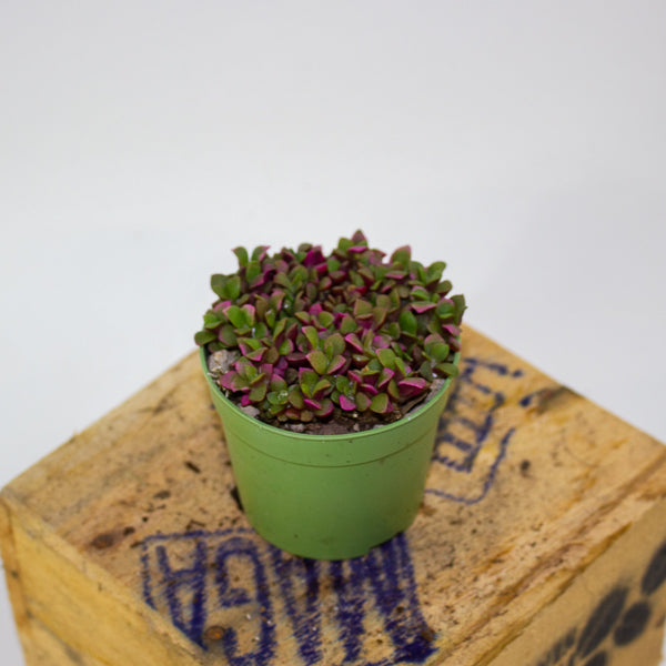 Anacampseros telephiastrum variegata ‘Sunrise’ 6.5cm H8cm