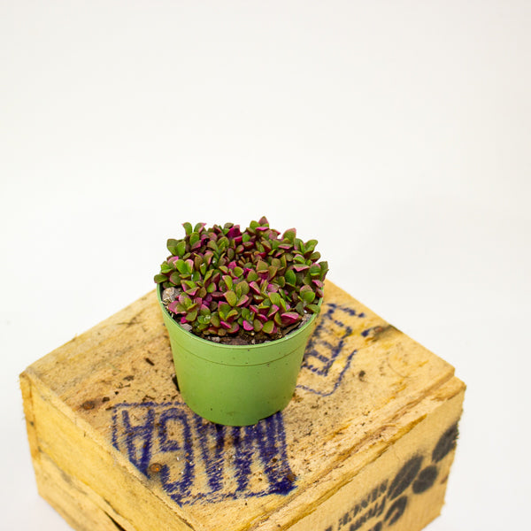 Anacampseros telephiastrum variegata ‘Sunrise’ 6.5cm H8cm