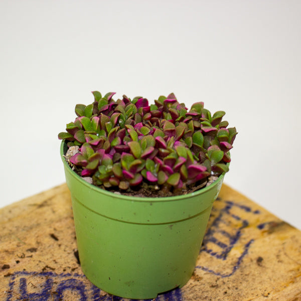 Anacampseros telephiastrum variegata ‘Sunrise’ 6.5cm H8cm