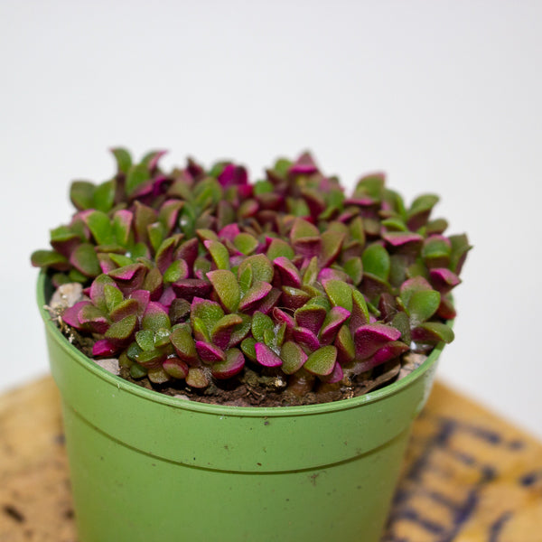 Anacampseros telephiastrum variegata ‘Sunrise’ 6.5cm H8cm