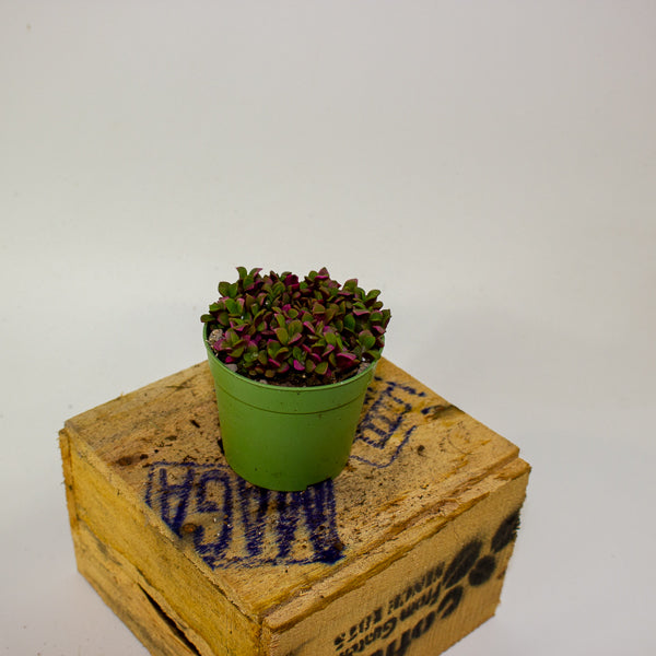 Anacampseros telephiastrum variegata ‘Sunrise’ 6.5cm H8cm