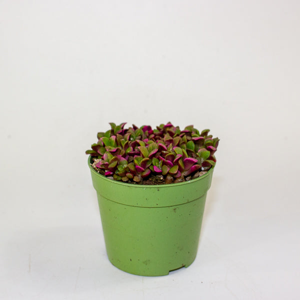 Anacampseros telephiastrum variegata ‘Sunrise’ 6.5cm H8cm