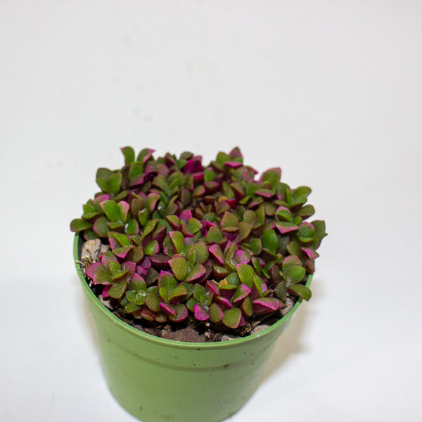 Anacampseros telephiastrum variegata ‘Sunrise’ 6.5cm H8cm