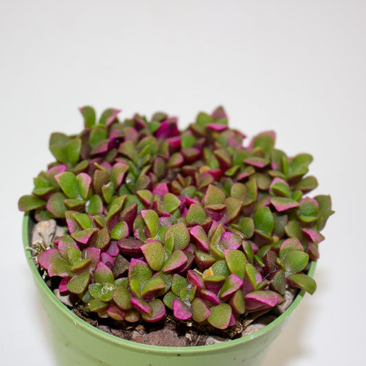 Anacampseros telephiastrum variegata ‘Sunrise’ 6.5cm H8cm