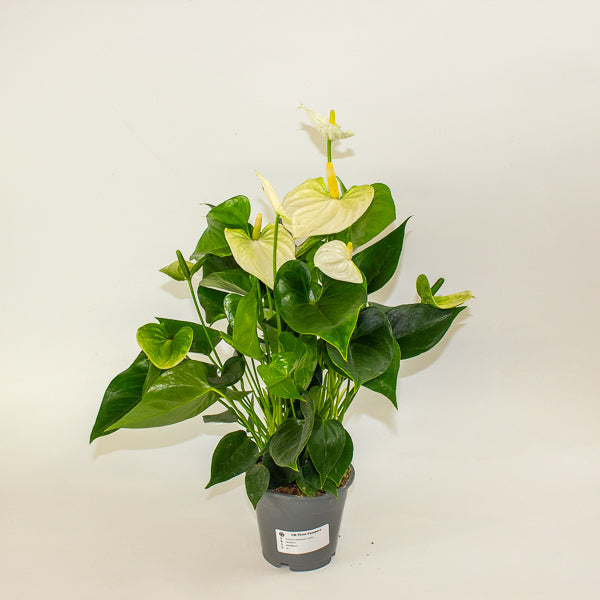 Anthurium andreanum Cocos 12cm H48cm