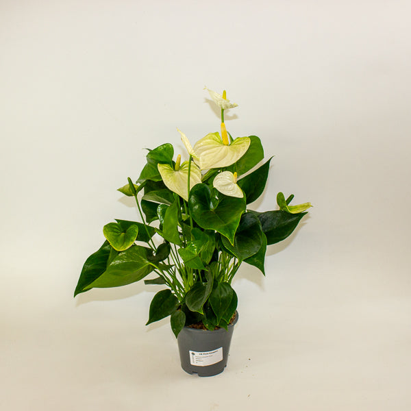 Anthurium andreanum Cocos 12cm H48cm