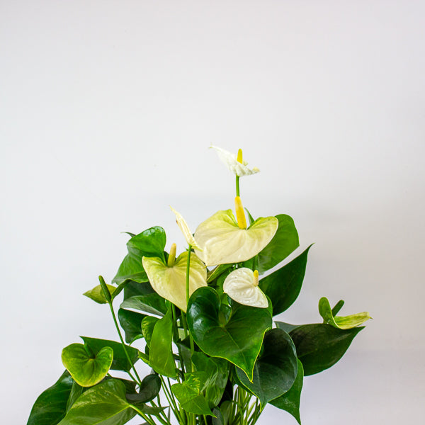 Anthurium andreanum Cocos 12cm H48cm