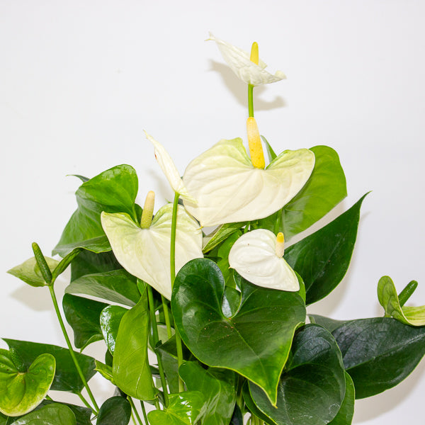 Anthurium andreanum Cocos 12cm H48cm