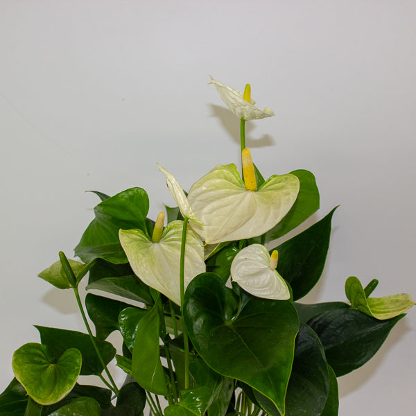 Anthurium andreanum Cocos 12cm H48cm