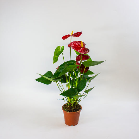 Anthurium andreanum Jambo Red 12cm H50cm