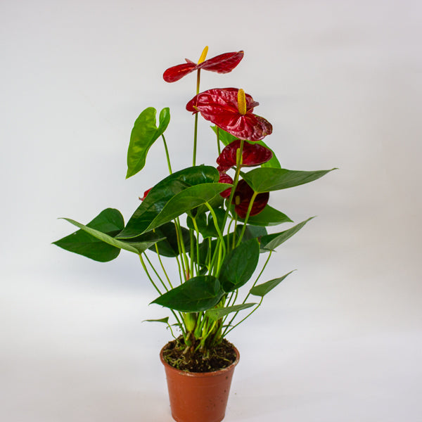 Anthurium andreanum Jambo Red 12cm H50cm