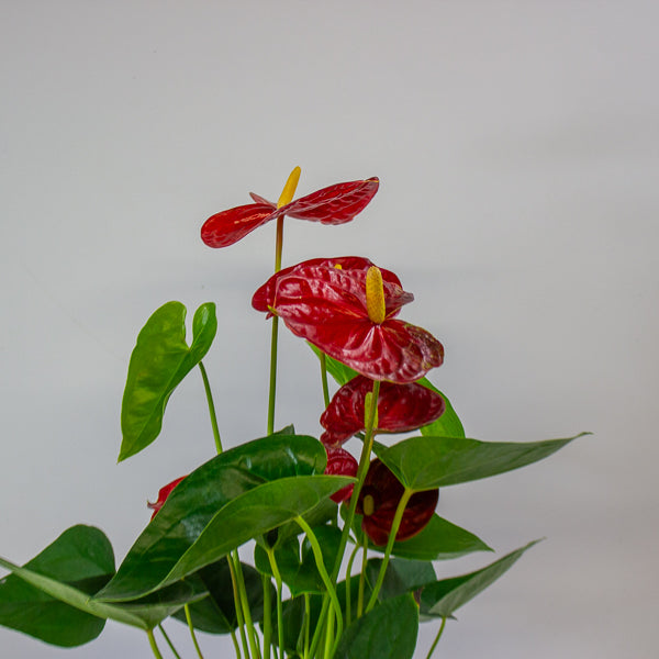 Anthurium andreanum Jambo Red 12cm H50cm