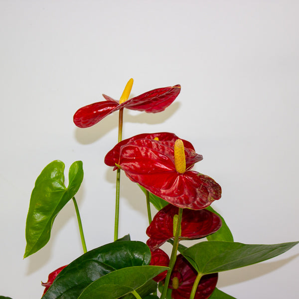 Anthurium andreanum Jambo Red 12cm H50cm