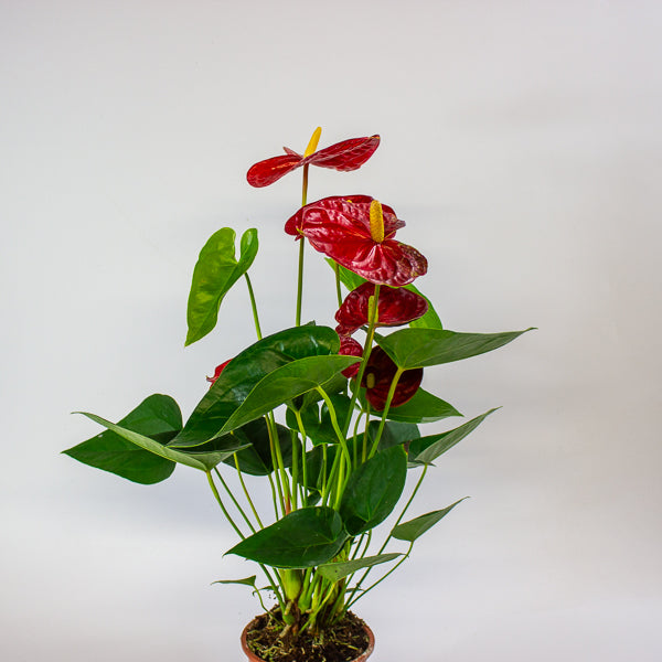 Anthurium andreanum Jambo Red 12cm H50cm