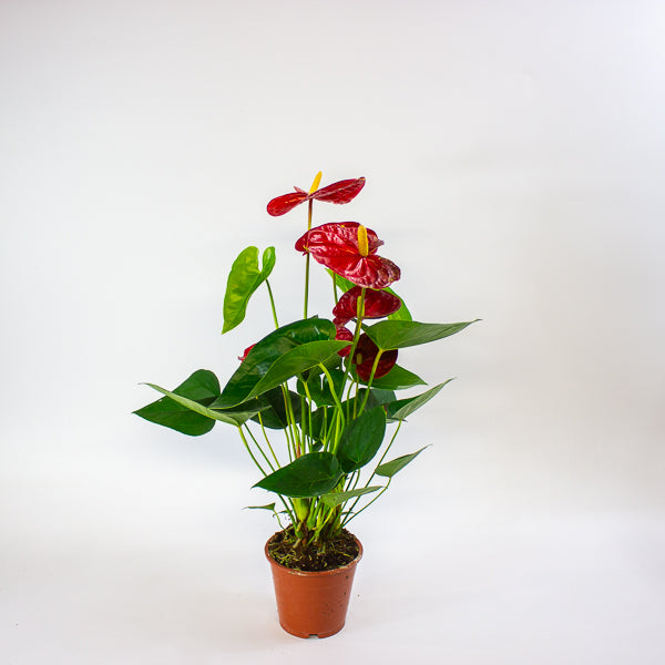 Anthurium andreanum Jambo Red 12cm H50cm