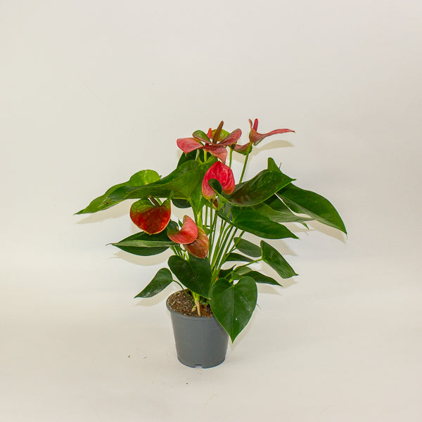 Anthurium andreanum Sweet Dream 12cm H43cm
