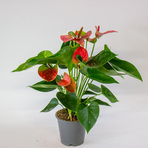 Anthurium andreanum Sweet Dream 12cm H43cm