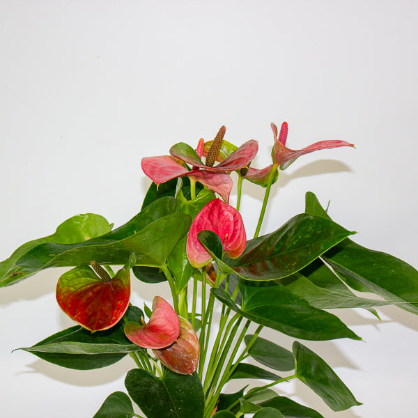 Anthurium andreanum Sweet Dream 12cm H43cm