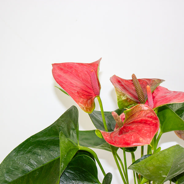 Anthurium andreanum Sweet Dream 12cm H43cm