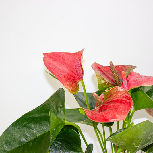 Anthurium andreanum Sweet Dream 12cm H43cm