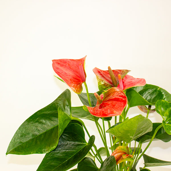 Anthurium andreanum Sweet Dream 12cm H43cm