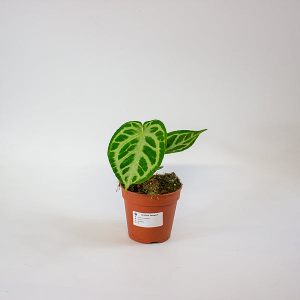 Anthurium Silver Blush 12cm H25cm
