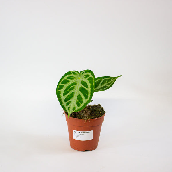 Anthurium Silver Blush 12cm H25cm