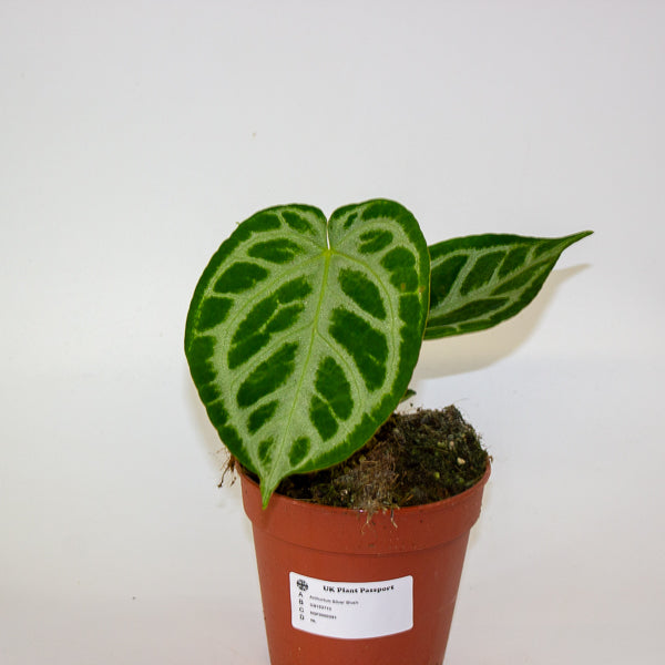 Anthurium Silver Blush 12cm H25cm