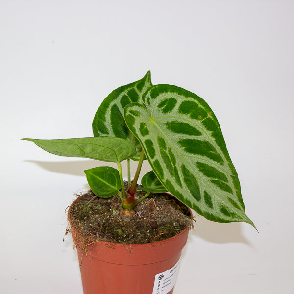 Anthurium Silver Blush 12cm H25cm
