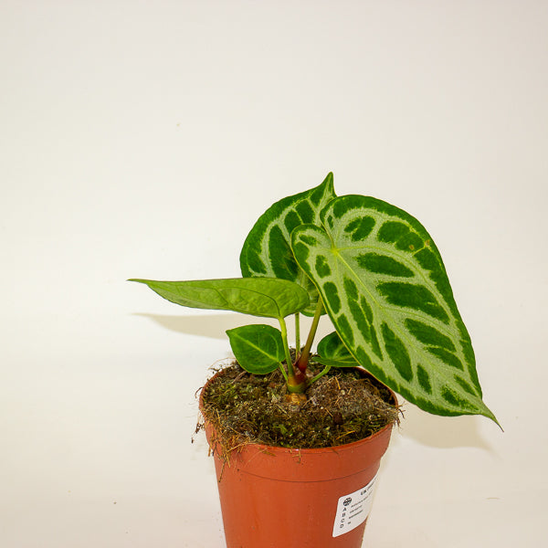 Anthurium Silver Blush 12cm H25cm