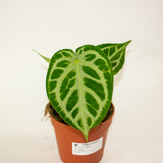 Anthurium Silver Blush 12cm H25cm