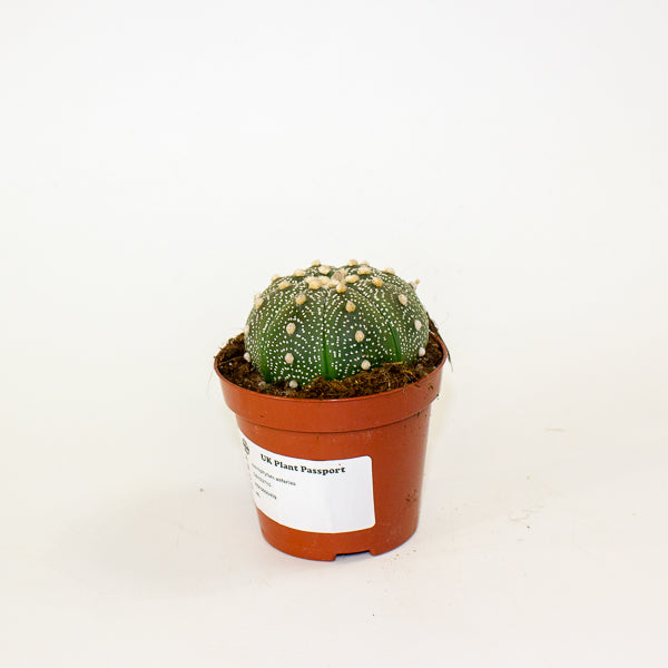 Astrophytum asterias 8.5cm H12cm