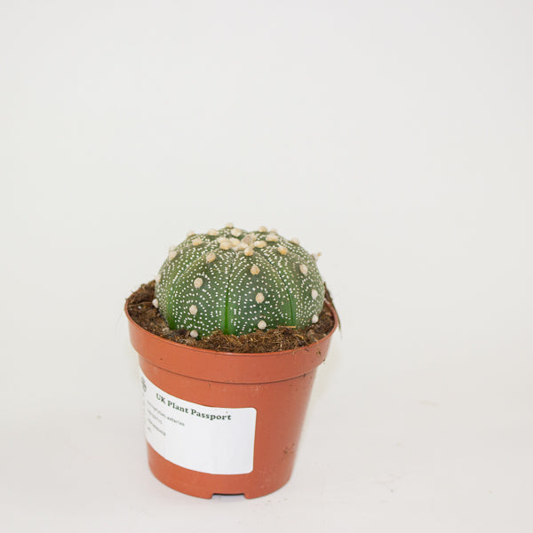 Astrophytum asterias 8.5cm H12cm