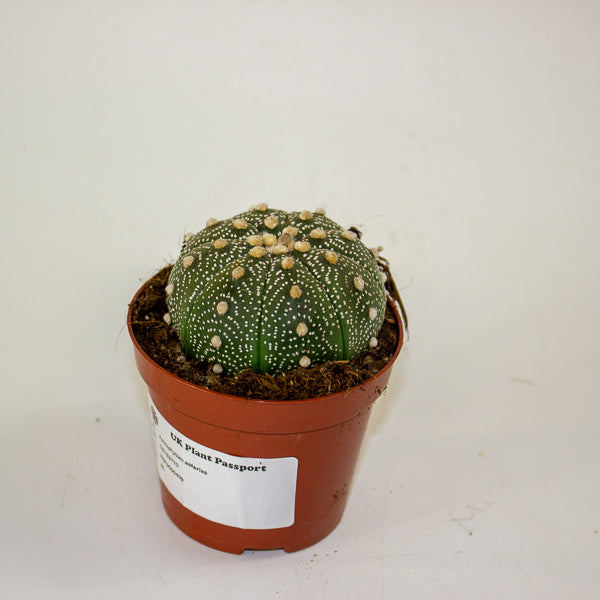 Astrophytum asterias 8.5cm H12cm