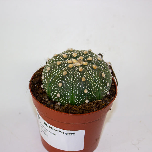 Astrophytum asterias 8.5cm H12cm