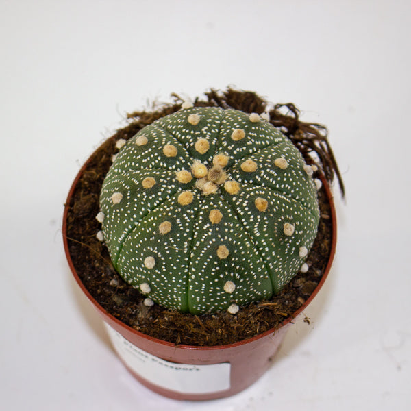 Astrophytum asterias 8.5cm H12cm