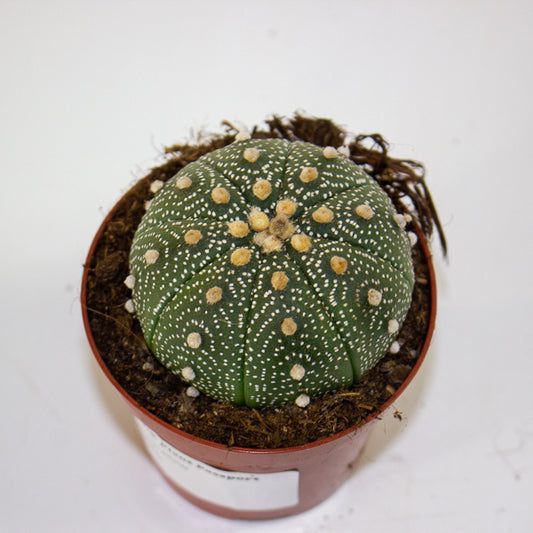 Astrophytum asterias 8.5cm H12cm