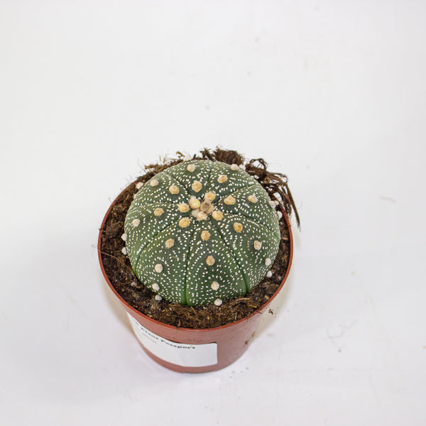 Astrophytum asterias 8.5cm H12cm