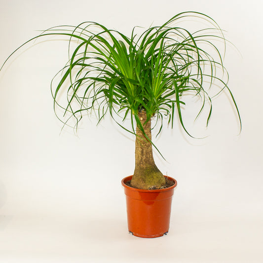Beaucarnea recurvata 19cm H60cm