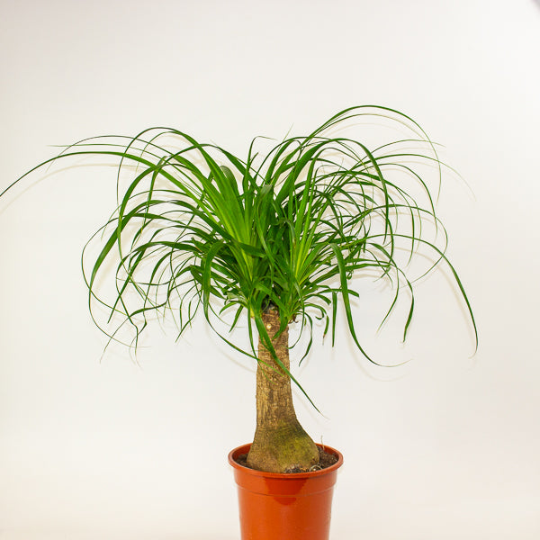 Beaucarnea recurvata 19cm H60cm