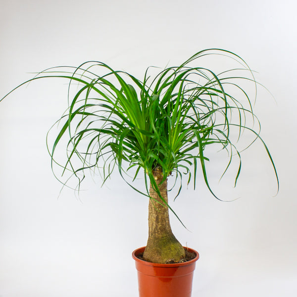 Beaucarnea recurvata 19cm H60cm