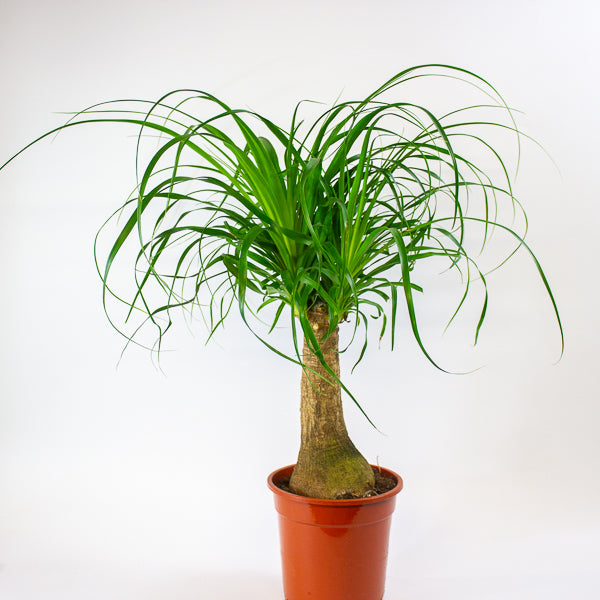 Beaucarnea recurvata 19cm H60cm