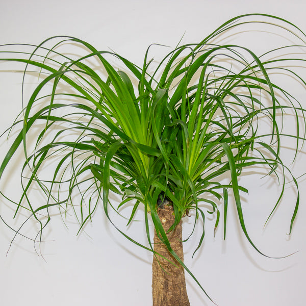 Beaucarnea recurvata 19cm H60cm