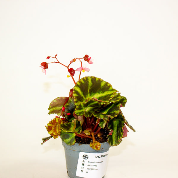 Begonia cleopatrae 6cm H20cm