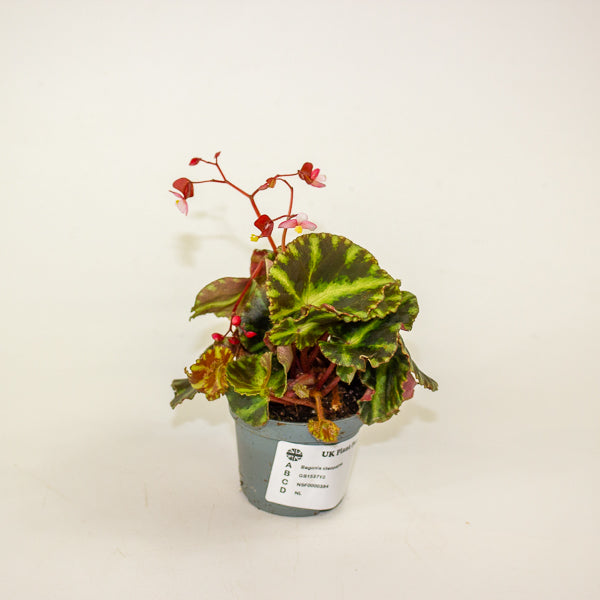 Begonia cleopatrae 6cm H20cm