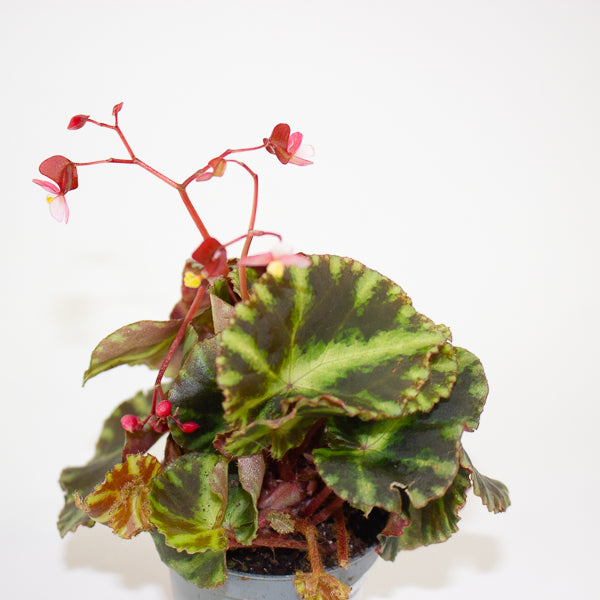 Begonia cleopatrae 6cm H20cm